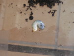 grosse chenille