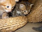 P1010112bis3.jpg