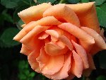 ROSE OR 1.JPG