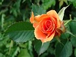 ROSE OR 2.JPG