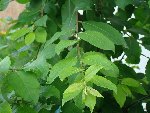 arbre 1.JPG