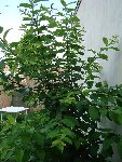 ARBRE 2.JPG