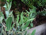 DSC02950.JPG