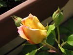 IMG_6188_1_1_1.JPG
