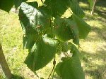 Feuilles de l'arbre 1