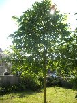 Arbre 1