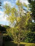 Arbre 2