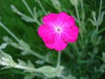 Et la surprise d'aujourd'hui 29 mai, est cette jolie fleur de cinq pétales cinq sépales qui forment petit récipient (comme pour les primevères)
