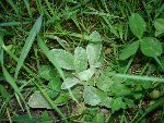 La planté bébé forme une rosette. Les feuilles sont très duveteuses.