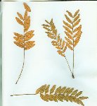 SCAN0017.jpg