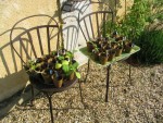petits plants à mettre en terre