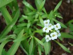 DSC02971.JPG