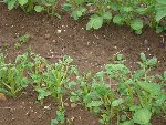 img_1241075844_217.jpg