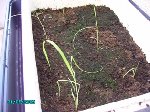 Phyllostachys pubescens - 3 semaines