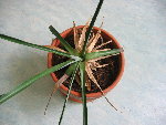 Ananas1.JPG