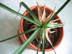 Ananas2.JPG