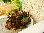 DSCN1522.JPG