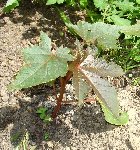Cotylédons ronds<br />Deux feuilles suivantes imparfaites<br />Une feuille à sept lobes pointus ; la tige part de dessous la geuille et non du bord.