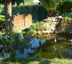 Bassin , Koï et grenouille