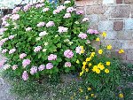 Hortensia.jpg