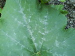 Feuille de courgettes