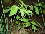 Un plant transplanté resté moitié moins grand