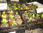 Plants de pommiers francs pour greffage
