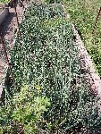 oignongerman.JPG (187.52 Kio) Consulté 2140 fois ma planche d'oignon patate! fin juin je rècolte. il n'y parait pas, mais il y a en bordure 9 plants de tomates et 5 d'aubergines! repiqués mi-mai.