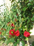 le beau rosier pour le plaisir des yeux