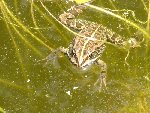 Grenouille.jpg