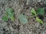 Plants 1 et 2_640x480.jpg