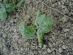 plant 3_640x480.jpg