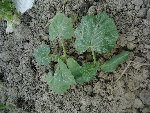 plant 4_640x480.jpg