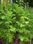 Plante odorante.jpg