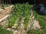 Echalotes, carottes, échalotes, carottes, ails 046.JPG