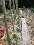 Encore des tomates, 049.JPG