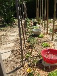 Toujours des tomates 050.JPG