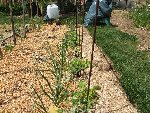Oignons blancs, tomates, salades 045.JPG