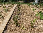 Haricots nains 042.JPG