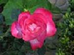 IMG_0006 n°3.jpg