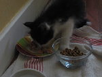 chaton002.jpg