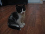 chaton005.jpg