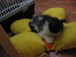 chaton007.jpg