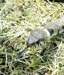 serpent2.jpg