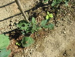 aubergines 001.JPG
