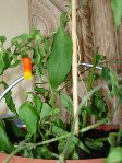 DSC05667 - Copie1.jpg