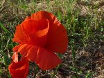 coquelicot.jpg