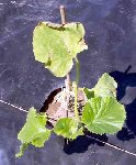 100_2342.JPG