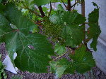DSC00080.JPG