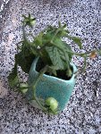 IMG_9071 jinfo.jpg